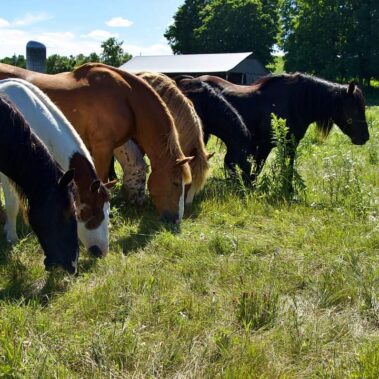Horseback mont tremblant