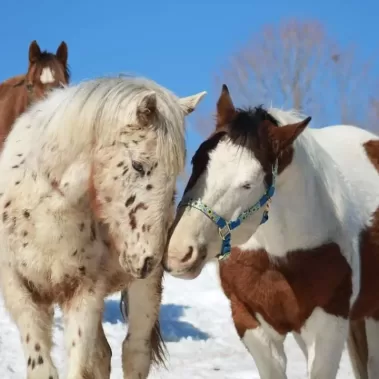 Horseback mont tremblant